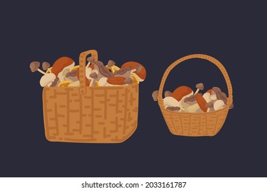 A set of baskets with wild mushrooms. Mushrooms in wicker Baskets a collection of edible mushrooms on a dark background. Beautiful natural organic products for design. Vector illustration