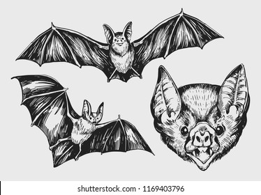 Set Of Bat. Hand Drawn Sketch Converted To Vector.