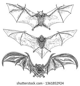 Set of bats with open wings drawing. Gothic illustration of monsters for the Halloween. Witchcraft magic, occult attributes decorative elements. Drawing of night creatures with fangs. Flying vampires.