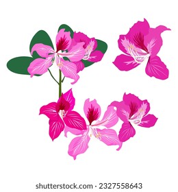 Conjunto de flor Bauhinia aislado sobre fondo blanco. ilustración vectorial.