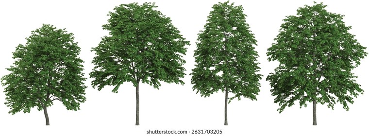 set of Bauhinia trees on transparent background