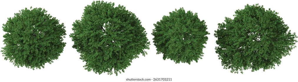 set of Bauhinia trees on transparent background from the top view