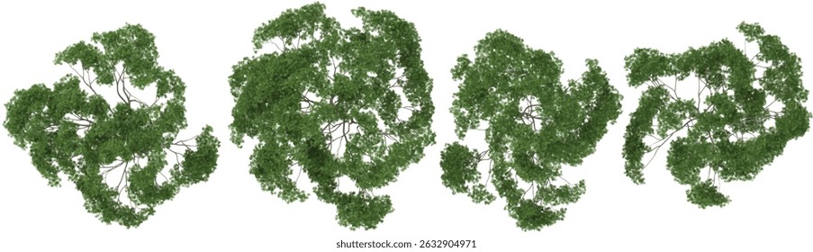 set of Bauhinia,Bothrocaryum trees on transparent background from the top view