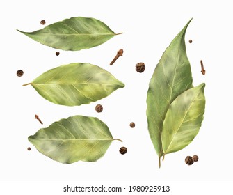 Set bay leaf and black pepper. Vector illustration. svg