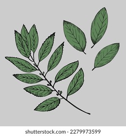 Set with bay leaf. Hand draw a branch of a laurel tree and leaves . Illustration symbol of victory and fragrant spice for cooking. Design element .Vector