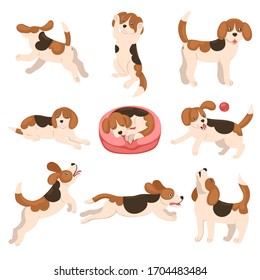 Set of beagle puppies isolated on a white background. Vector graphics.