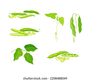 Set of bean plant with green leaves and pods. Legume, soy bean, lettil beans or peas plant cartoon vector illustration