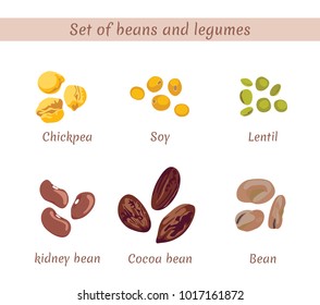 Set of beans and legumes. Chickpeas, soybeans, lentils, kidney beans, cocoa beans, beans isolated on white background. Vector flat illustration.