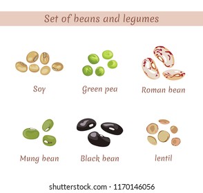 Set of beans and legumes. Soy, green peas, beans,  lentils isolated on white background. Vector illustration of meal in a flat style.