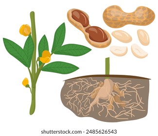 Set of beans and peanut plant parts, healthy nutritious plant vector illustration for design
