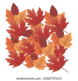 set of beautiful autumn leaves, vector illustration of autumn leaves