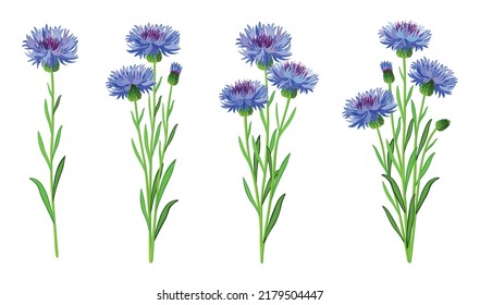 Set of beautiful blue cornflowers in cartoon style. Vector illustration of spring and summer flowers large and small sizes with closed and open buds on white background.