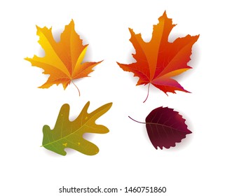 Set of beautiful bright autumn leaves. Great for background, card, banner, icon template. Vector illustration.