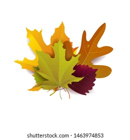 Set of beautiful bright autumn leaves. Great for background, card, banner, icon template. Vector illustration.