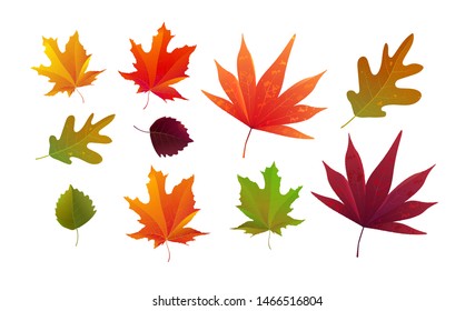 Set of beautiful bright autumn leaves. Great for background, card, banner, icon template. Vector illustration.
