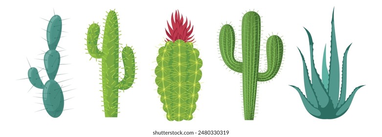 Set of beautiful cacti, aloe vera in cartoon style. Vector illustration of cacti of different shapes and types: spherical, flat, round, cylindrical with thorns, flower isolated on a white background.