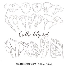 Set of beautiful calla lilly for wedding invitation