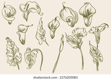 Set of Beautiful Calla Lily Flower Line Art Illustration