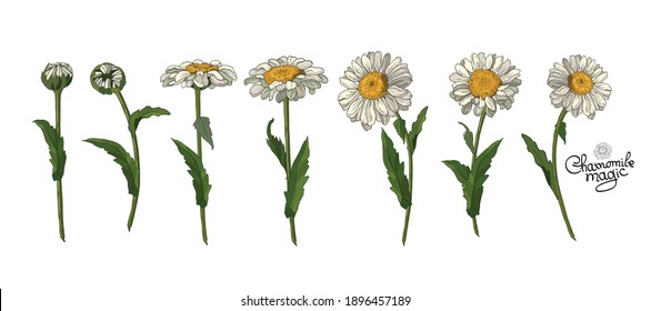 Set of beautiful camomiles flowers for summer compositions