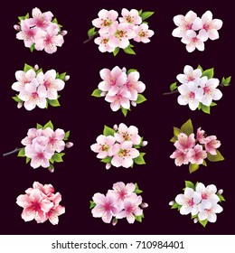 Set of beautiful cherry and apple tree flowers and leaves isolated on black background. Collection of white, pink, purple japanese sakura blossom.  Elements of floral spring or summer design, vector