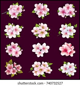Set of beautiful cherry and apple tree flowers and leaves isolated on dark background. Collection of white, pink, purple japanese sakura blossom. Floral spring or summer design elements, vector