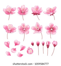 Set of beautiful cherry tree flowers isolated on white background. Collection of pink sakura or apple blossom, japanese cherry tree. Floral spring design elements. Vector illustration