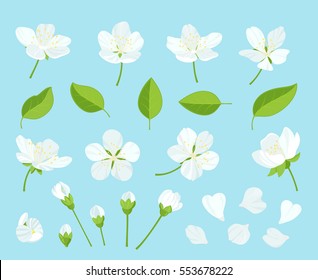 Set of beautiful cherry tree flowers isolated on white background. Collection of pink sakura or apple blossom, japanese cherry tree. Floral spring design elements. Vector illustration