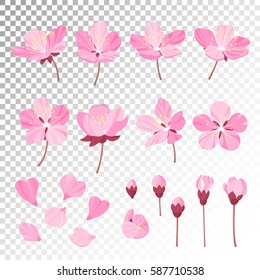 Set of beautiful cherry tree flowers isolated on transparent background. Collection of pink sakura or apple blossom, japanese cherry tree. Floral spring design elements. Vector illustration