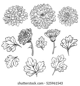 white chrysanthemum drawing