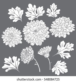 Set of beautiful chrysanthemum flowers on white background