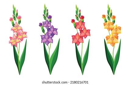 Set of beautiful colorful gladiolus in cartoon style. Vector illustration of spring and summer flowers large and small sizes with closed and open buds on white background.