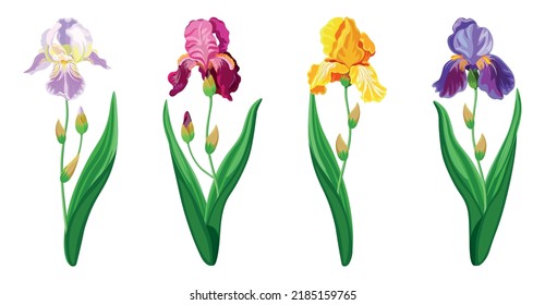 Set of beautiful colorful iris flowers in cartoon style. Vector illustration of spring and summer flowers in large and small sizes with closed and open buds on white background.