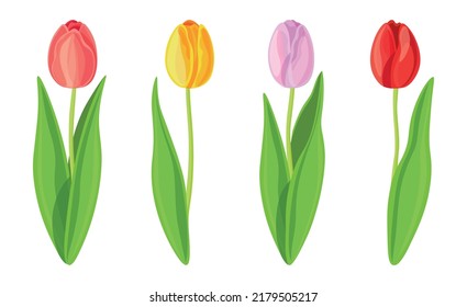 Set of beautiful colorful tulips in cartoon style. Vector illustration of spring and summer flowers large and small sizes with closed buds on white background.