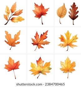 Set of beautiful colorful watercolor autumn leaves and thanksgiving leaf