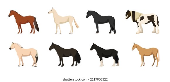 Set of beautiful and cute horses on white background. Vector don horse, akhal-teke, frisian, gypsy, fjord, mustang and shire in cartoon style.