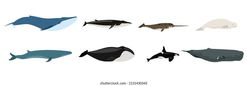 Conjunto de hermosas y lindas ballenas con fondo blanco. Vector beluga, ballena asesina, cachalot, narwhal, joroba, azul, cabeza de ballena y ballena sur derecha al estilo de dibujos animados.