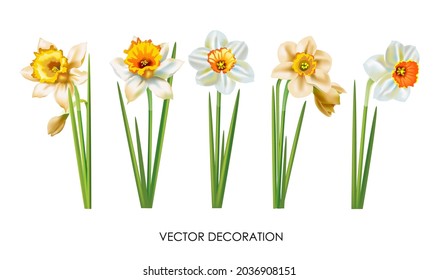 Conjunto de hermosos daffodils aislados en un fondo blanco. Varias vistas a las pequeñas plantas primaverales. Diseño de dibujo realista. Ilustración del vector