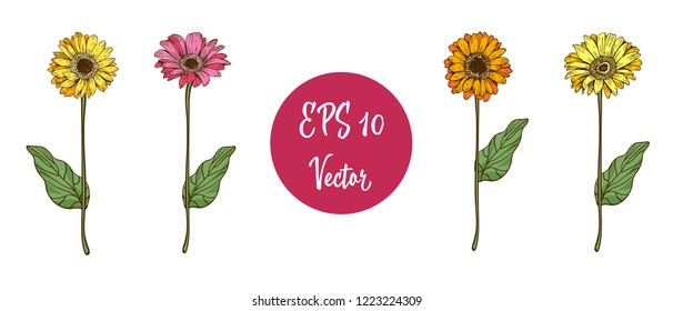 Set of beautiful daisy flowers with long stems isolated on white background. Hand drawn vector. Nature floral collection