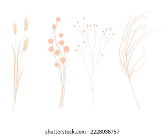 Set with beautiful decorative dry flowers. Vector stock illustration. Isolated on a white background. Pampas, feather grass, flax branches.