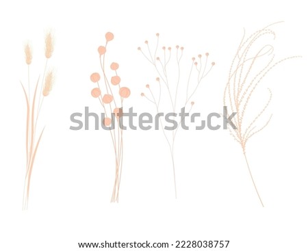Set with beautiful decorative dry flowers. Vector stock illustration. Isolated on a white background. Pampas, feather grass, flax branches.