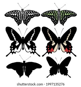 Set of beautiful, exotic, vector butterflies with colorful wings. Collection of vintage elegant illustrations of butterflies. tropical fluing insect.