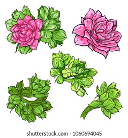 Set of beautiful flowers and buds, nature set, vector illustration isolated on white backgrounds in groups, can be used for some print or background