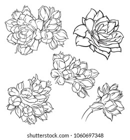 Set of beautiful flowers and buds, nature set, vector illustration isolated on white backgrounds in groups, can be used for some print or background, black and white line art design