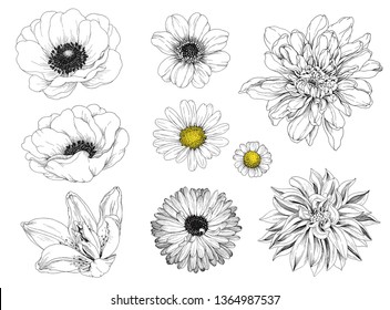 Set beautiful flowers. Floral design collection for your greeting cards, invitation, holidays, wedding. Vector hand drawn illustration Dahlia, Anemone, Calendula, Lily and Daisy in vintage style.