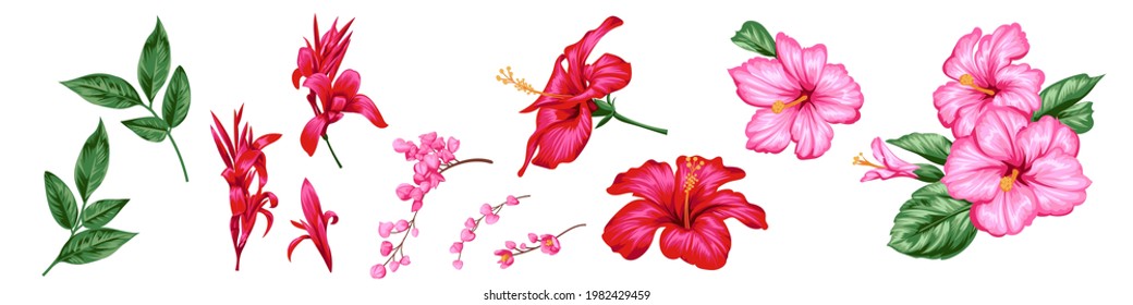 Set of beautiful flowers of hibiscus and canna lily 