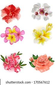 set of beautiful flowers: lily, rose, hibiscus, orchid, plumeria