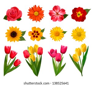 Set of beautiful flowers. Vector illustration