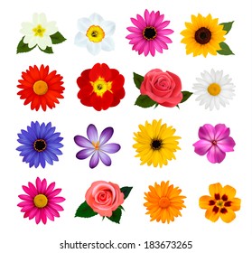 Set of beautiful flowers. Vector illustration