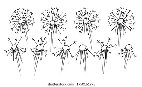 Set of beautiful fluffy dandelions with seeds and without seeds, isolated on white background, black ink hand-drawn sketch