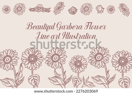 Set of Beautiful Gerbera Flower Line Art Illustration